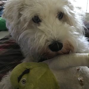 Meet your Posher, Perry